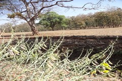 Crotalaria spectabilis